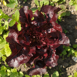 Salade batavia rouge kamikaze - 12 plants