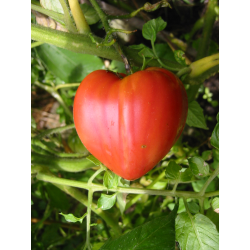 Tomate coeur de boeuf - Pot 0,5 L